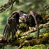 3rd-Year Immature Bald Eagle