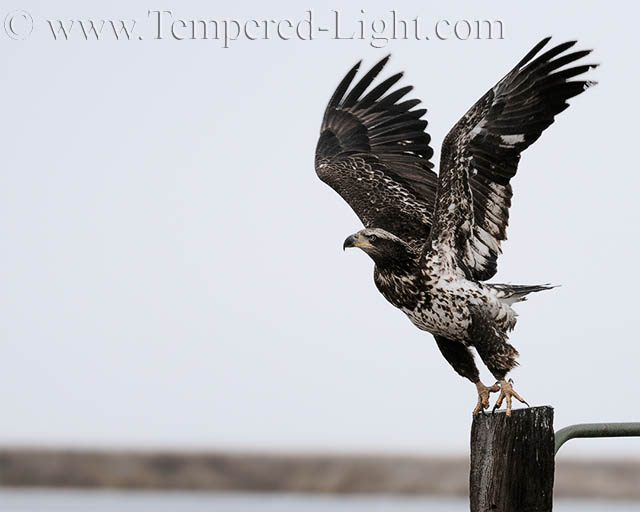 Bald Eagle (Juvenile)