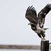 Bald Eagle (Juvenile)