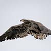 Bald Eagle (Juvenile)