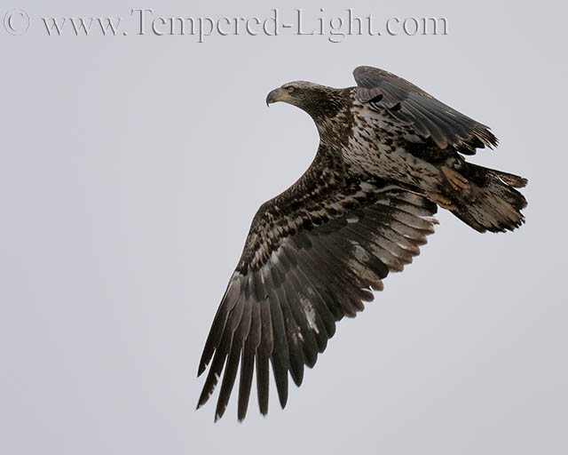 Bald Eagle (Juvenile)