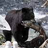 Black Bear with Salmon