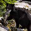 Black Bear with Salmon