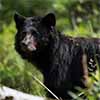 Black Bear