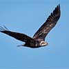 Juvenile Bald Eagle