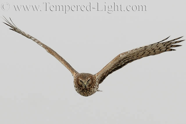 Northern Harrier