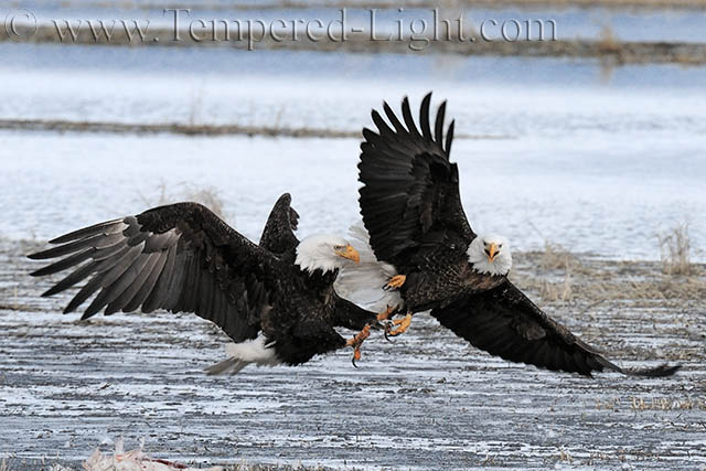The Fight for Food