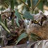 Great Horned Owlets