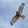 Red-Shouldered Hawk