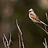 Western Kingbird