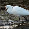 Snowy Egret