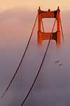 The Bay Area
