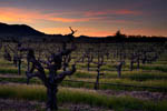 Bedrock Vineyard