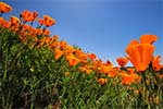 Flowers & Floral Landscapes