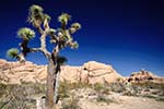 Joshua Tree