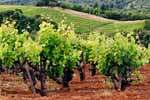 Monte Rosso Vineyard