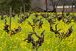 Old vines in Oakville
