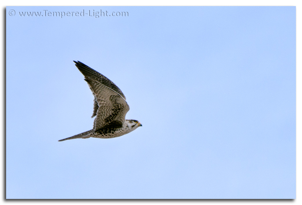 Prairie Falcon