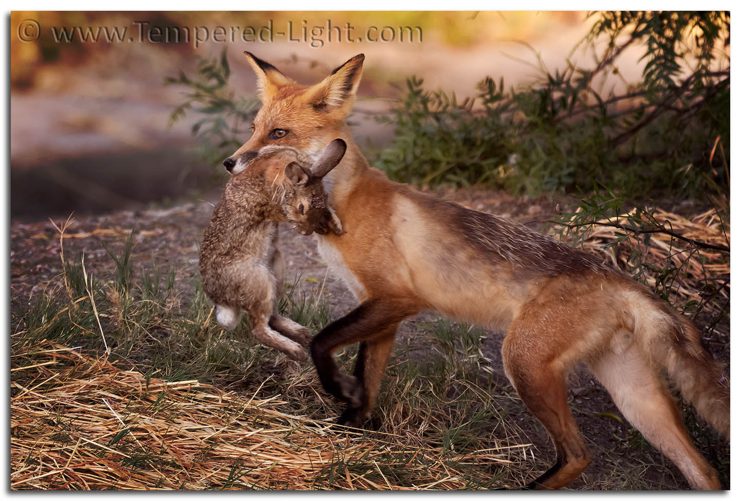 Red Fox bringing home some Breakfast