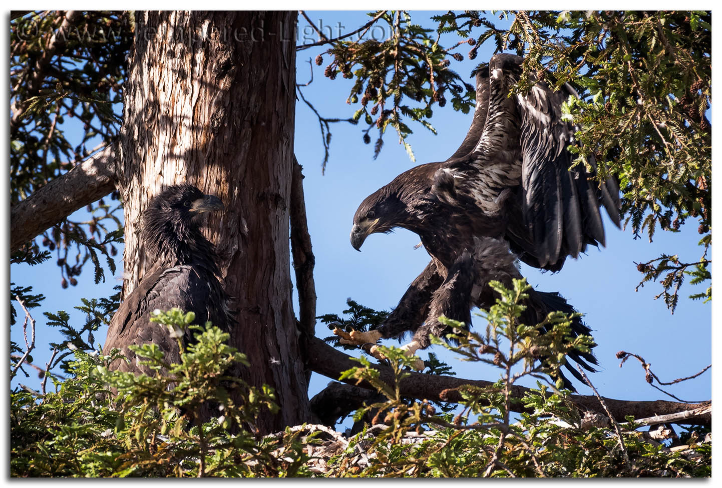 Bald Eagle (Juvenile)