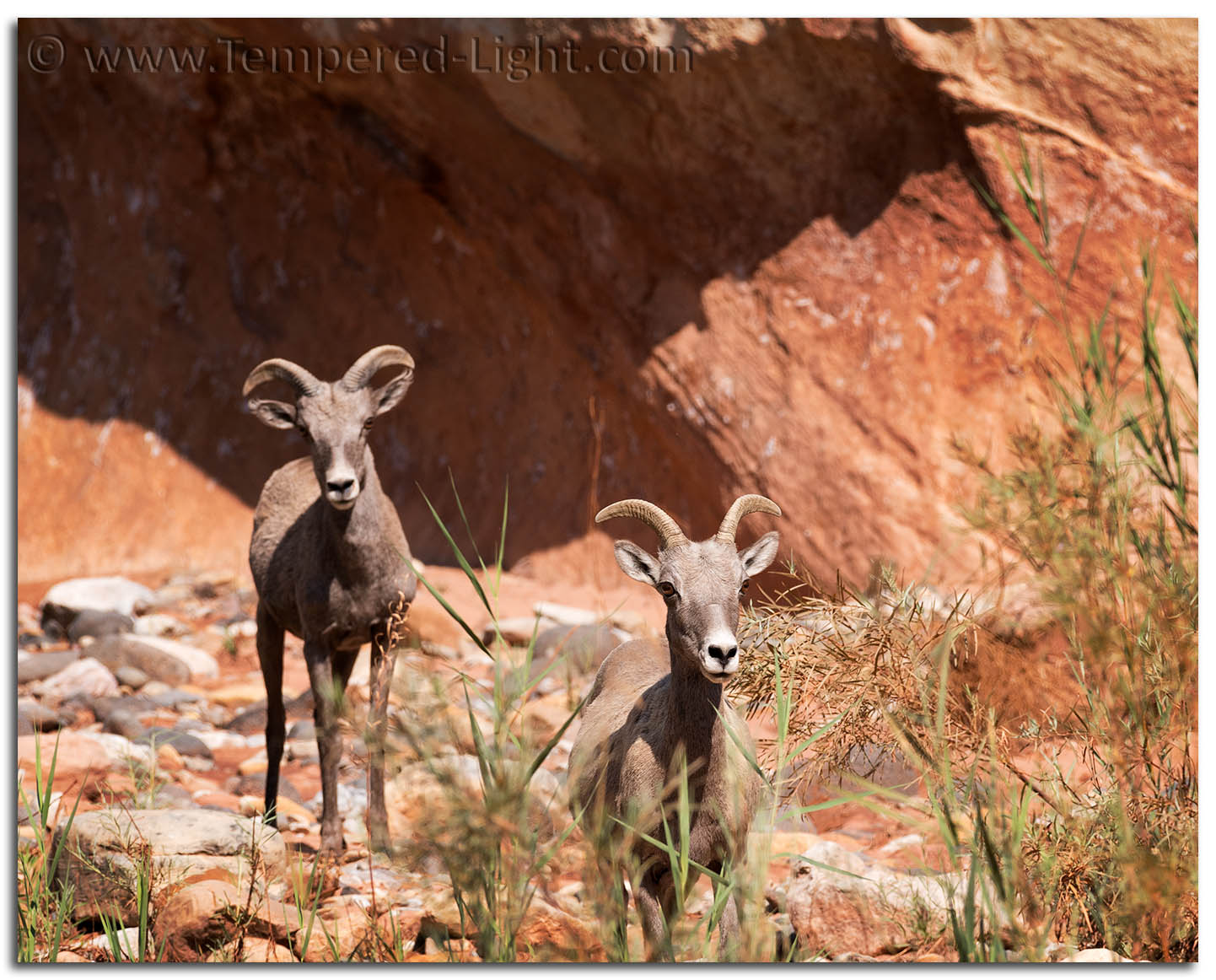 Bighorn Sheep