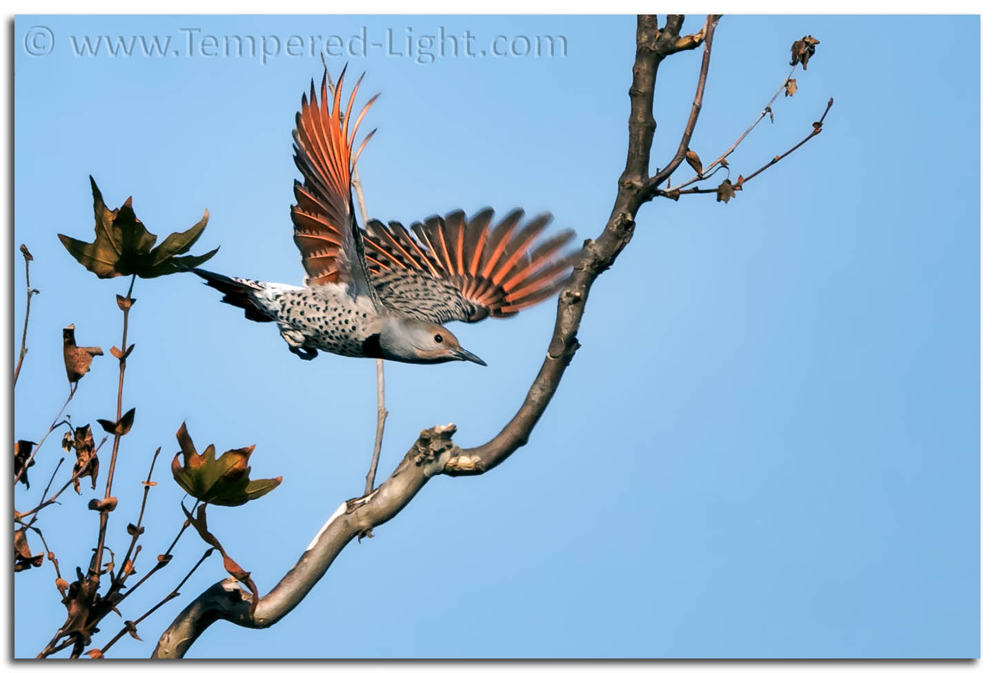 Northern Flicker