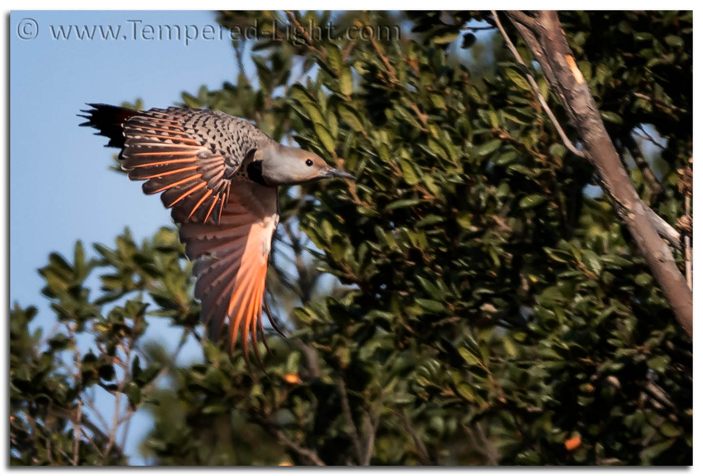 Northern Flicker