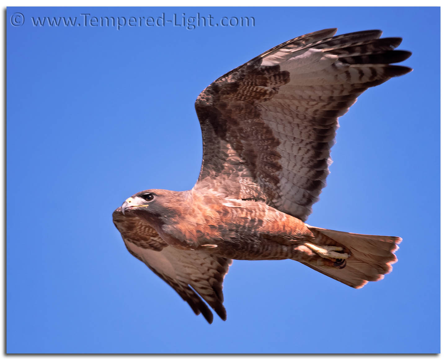 Red-Tailed Hawk (Dark Morph)