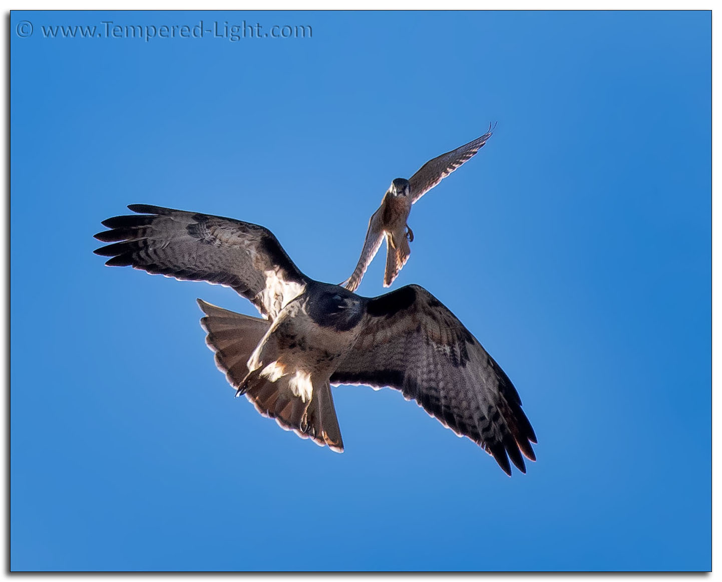 Kestrel vs. Red Tail