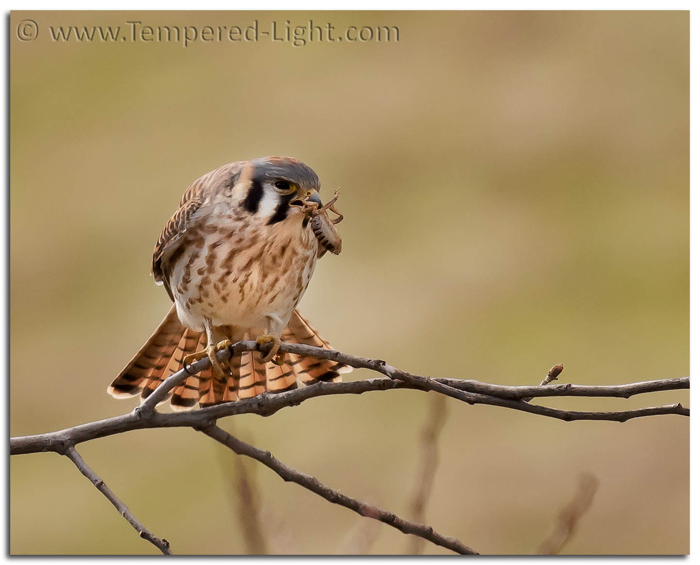 American Kestrel