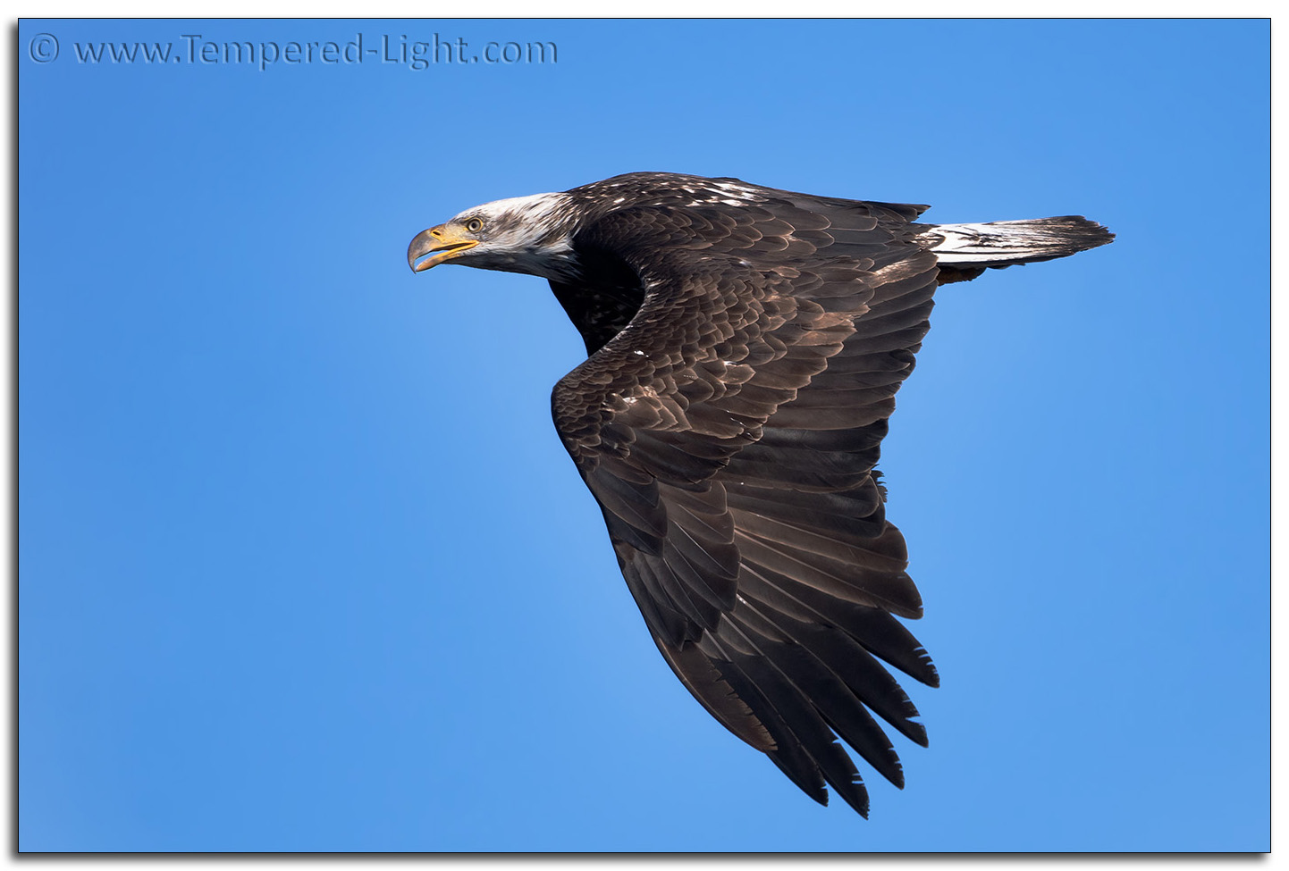 Bald Eagle Sub-Adult