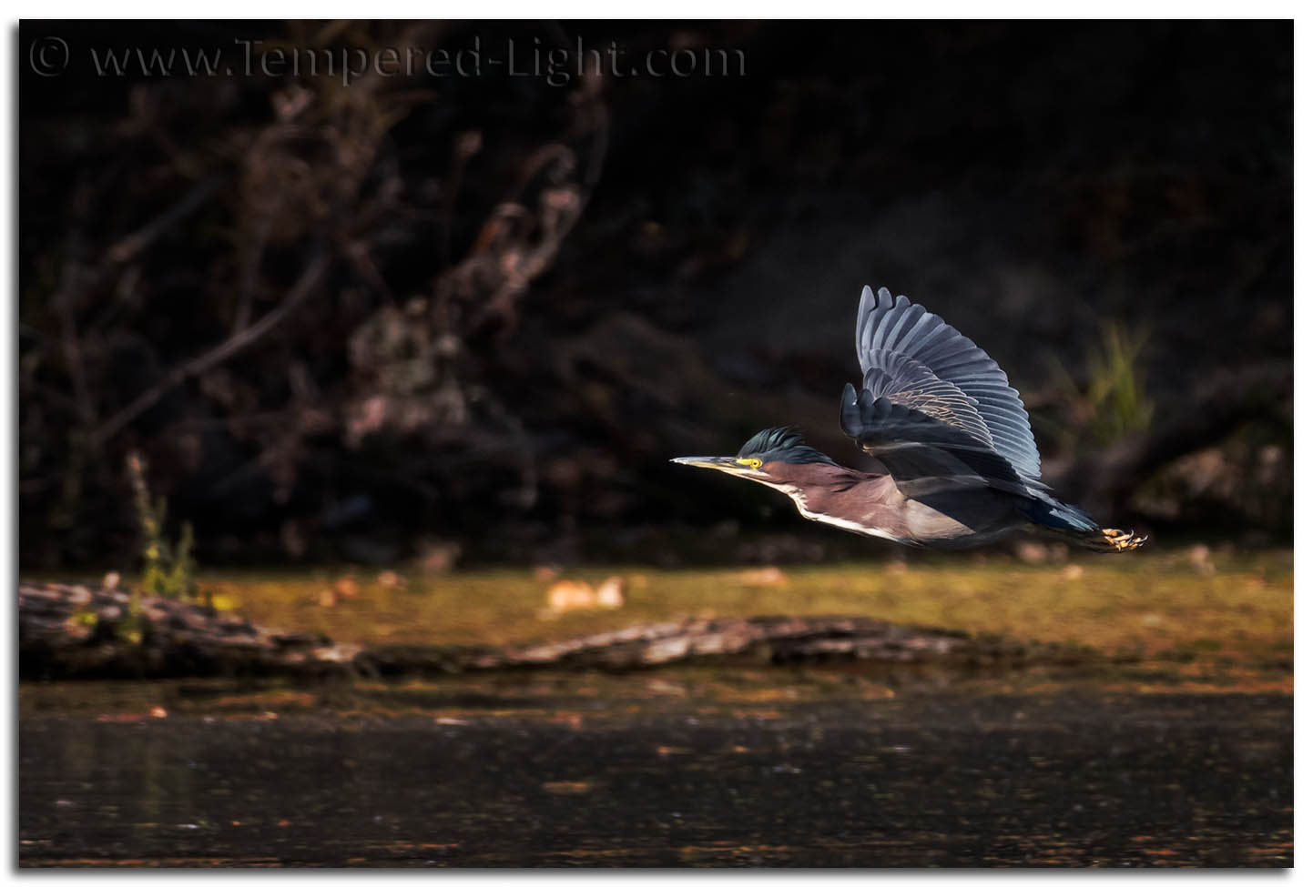 Green Heron