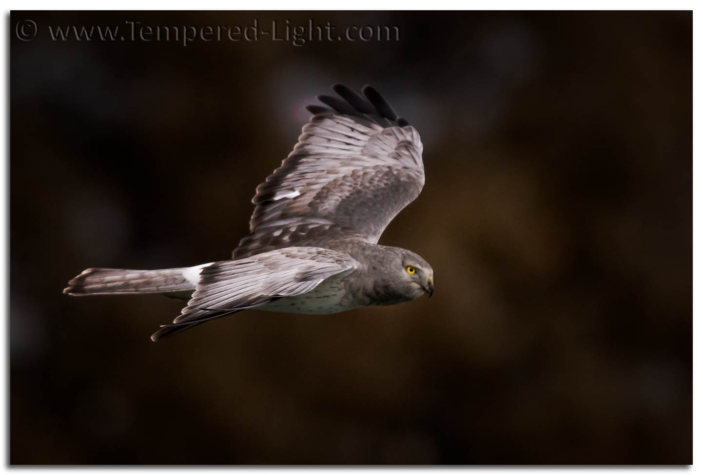 Northern Harrier (Male)