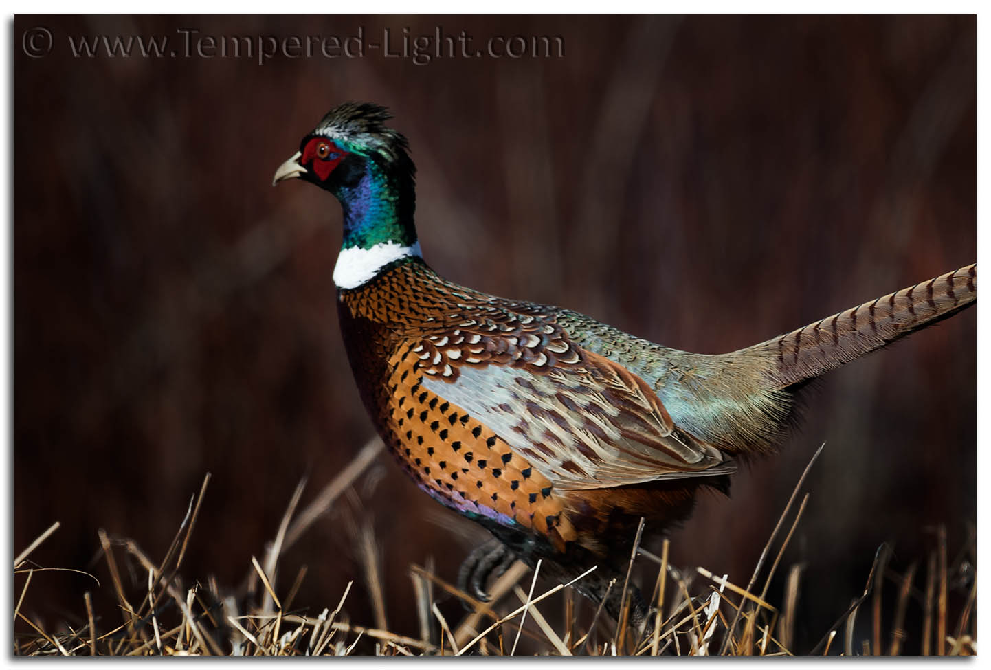 Ring-Necked Pheasant
