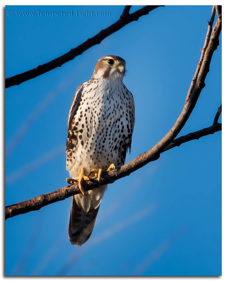 Prairie Falcon