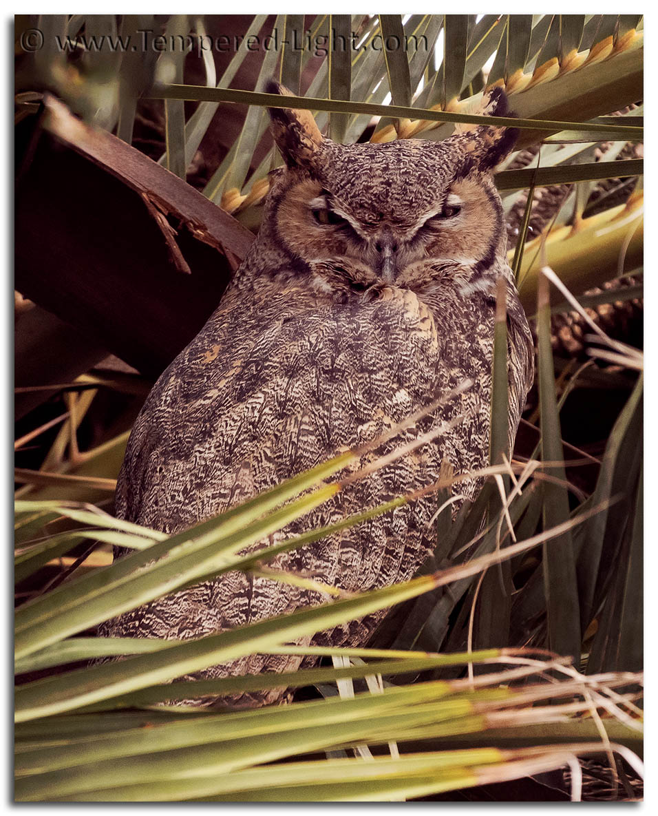 Great Horned Owl