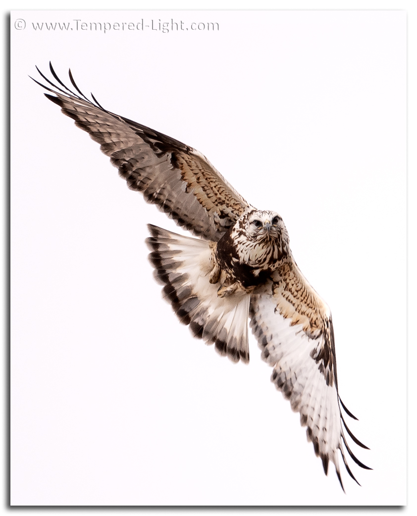 Rough-Legged Hawk