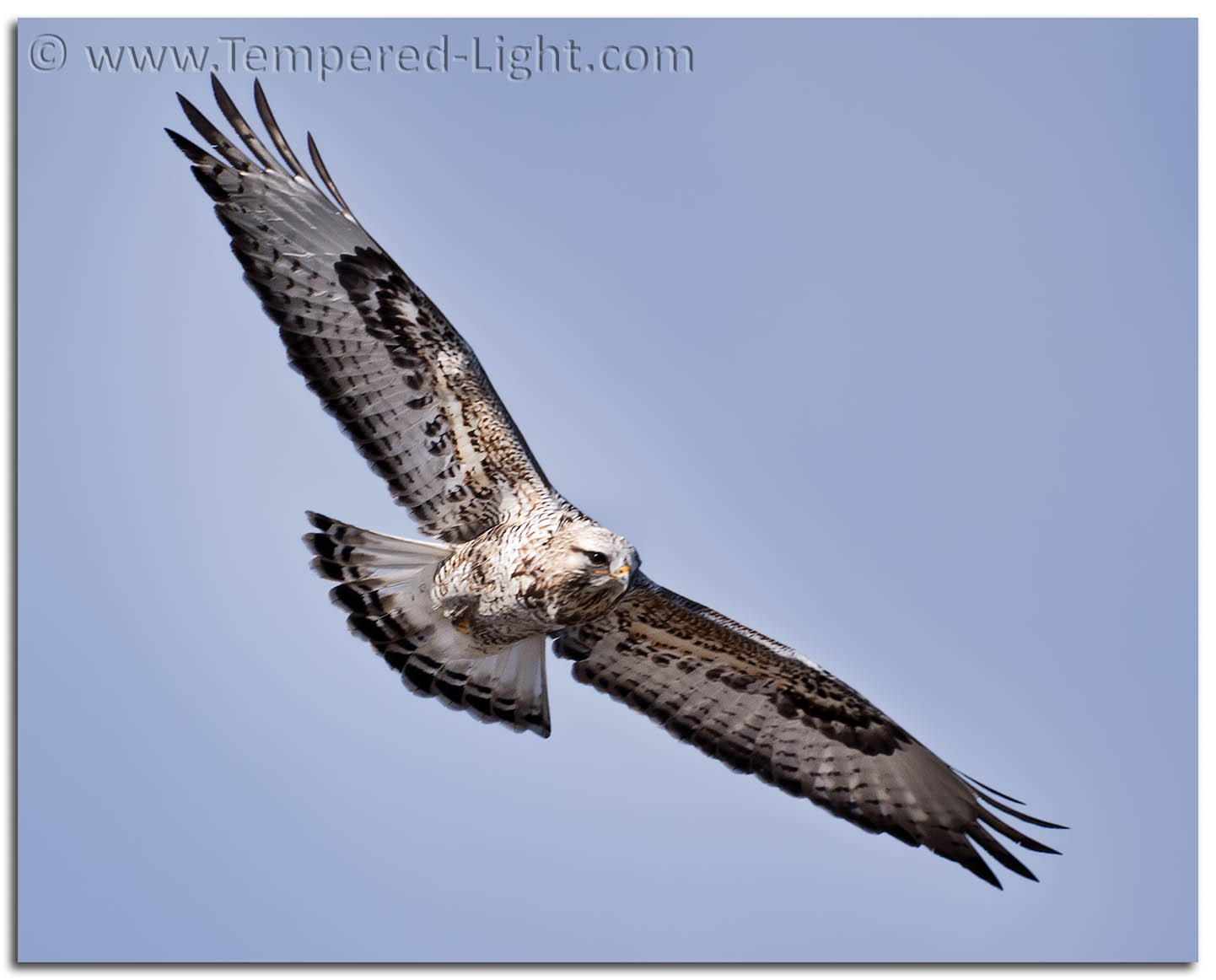 Rough-Legged Hawk