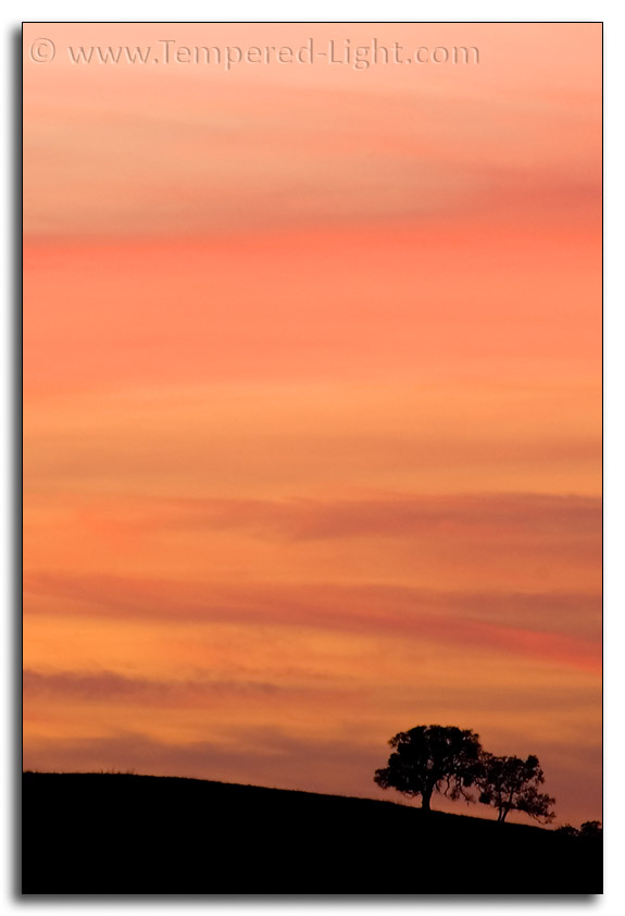 Tree Sihlouette by Sunset