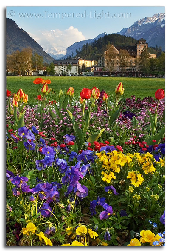 Interlaken Garden in Springtime