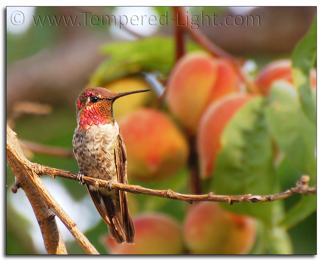 Hummingbird Portrait Studio