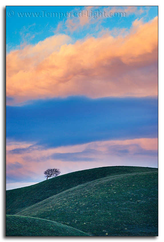 Lone Tree Pastel Sunset