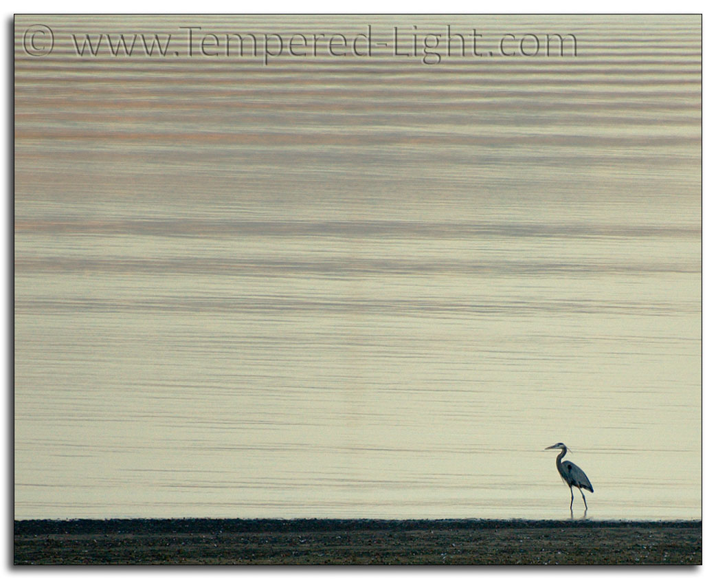 Great Blue Heron at Dusk