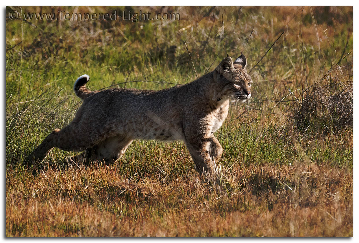 Bobcat