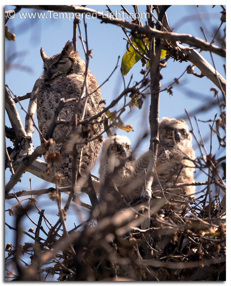 Great Horned Owls