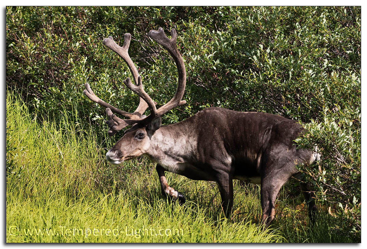 Caribou