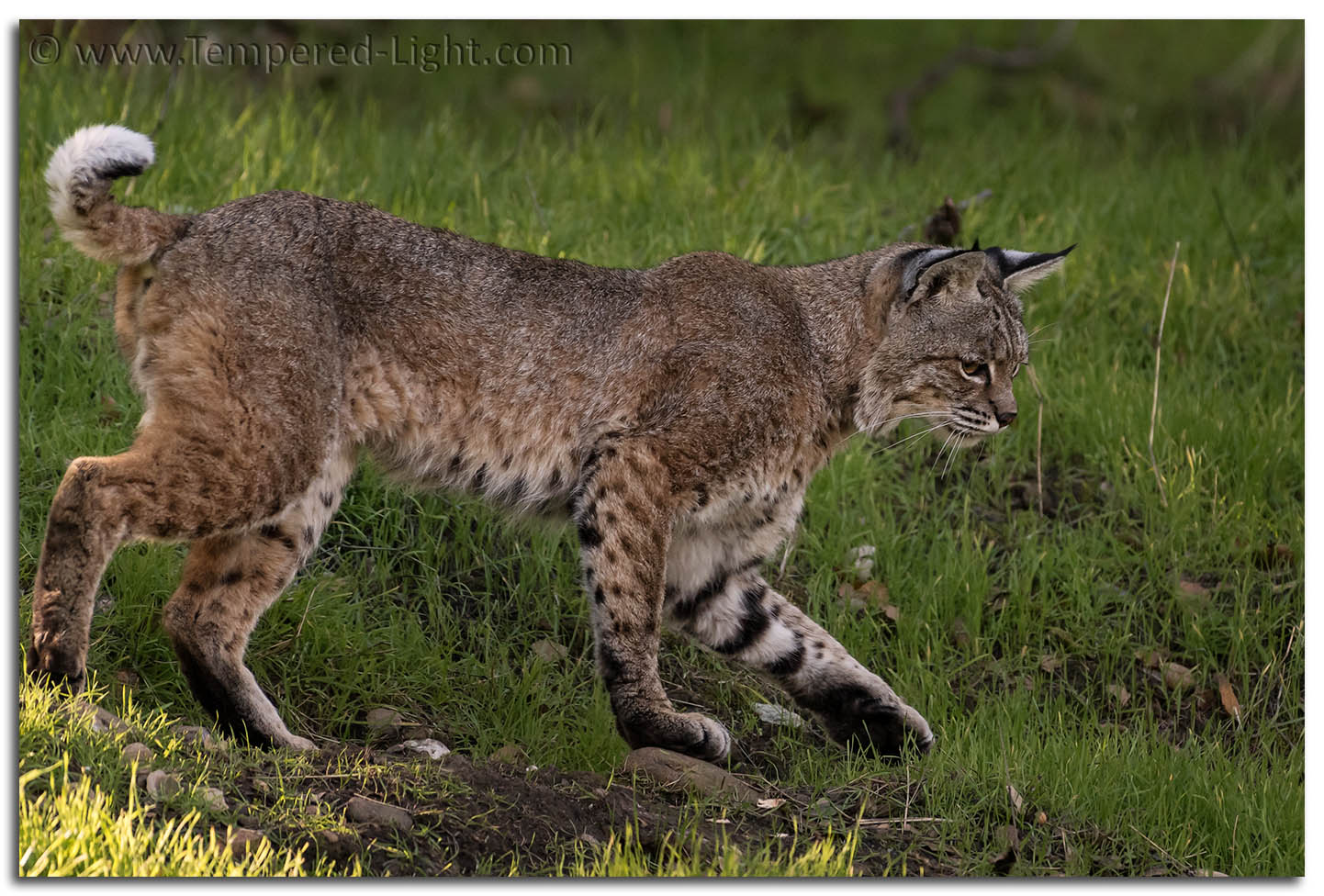 Bobcat