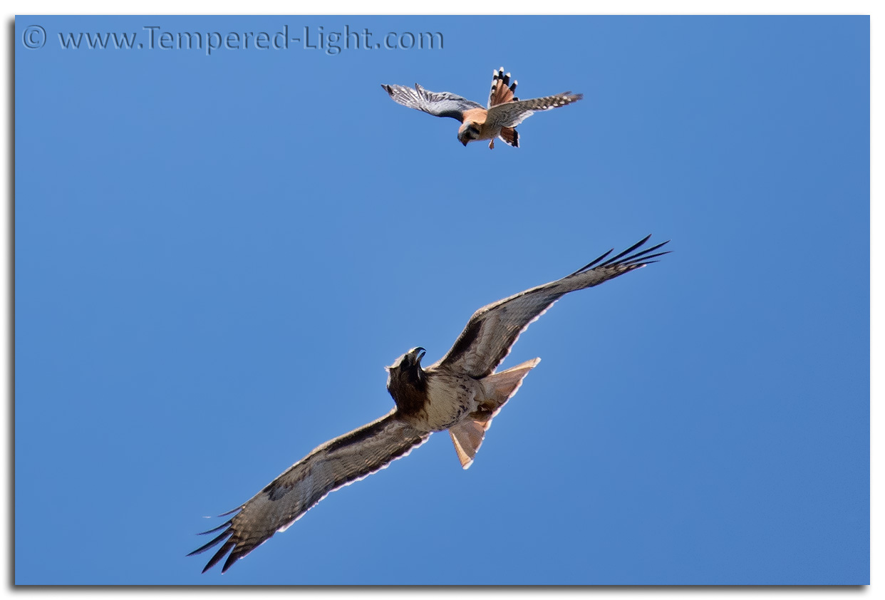 Kestrel vs. Hawk