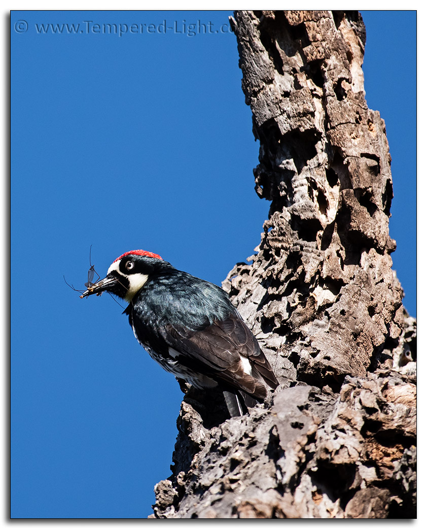 Acorn Woodpecker with a Fly