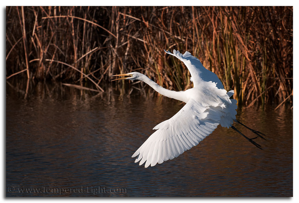 Great Egret